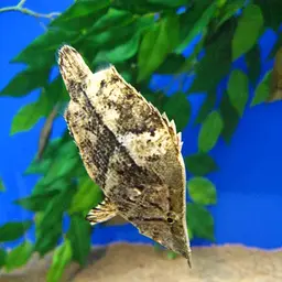 Leaf Fish, photo 1