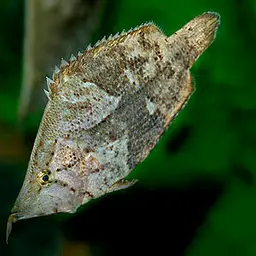 Leaf Fish, photo 2