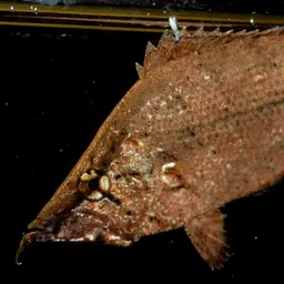 Leaf Fish, photo 3
