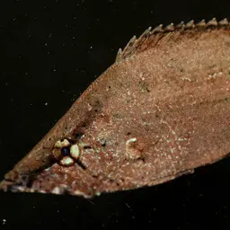 Leaf Fish, photo 4