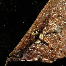 Leaf Fish, photo 5