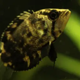 Leaf Fish, photo 6