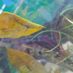 Leaf Fish, photo 7