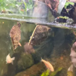 Leaf Fish, photo 8