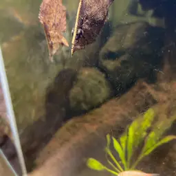 Leaf Fish, photo 9