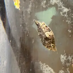 Leaf Fish, photo 10