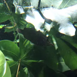 Leaf Fish, photo 11