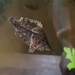 Leaf Fish, photo 12