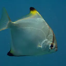 Diamond Moonfish