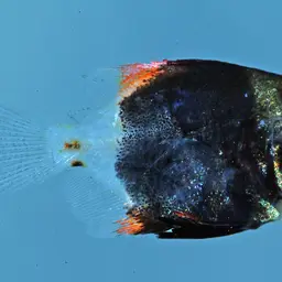 Diamond Moonfish, photo 2