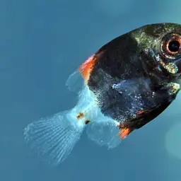 Diamond Moonfish, photo 3
