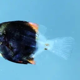 Diamond Moonfish, photo 4