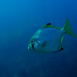 Diamond Moonfish, photo 5