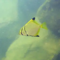 Diamond Moonfish, photo 6