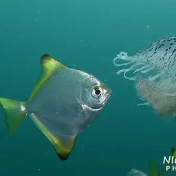 Diamond Moonfish, photo 7