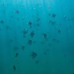 Diamond Moonfish, photo 8
