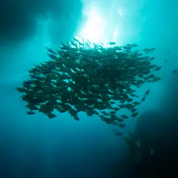Diamond Moonfish, photo 9