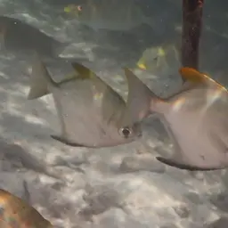 Diamond Moonfish, photo 11
