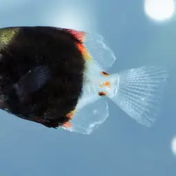Diamond Moonfish, photo 12