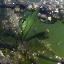 African Moony, photo 2