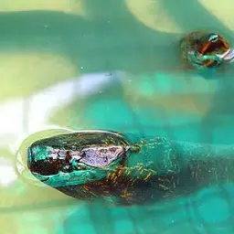 Rice Eel or Rice Field Eel, photo 1