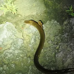 Rice Eel or Rice Field Eel, photo 2