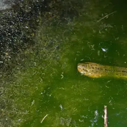 Rice Eel or Rice Field Eel, photo 3