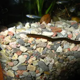 Rice Eel or Rice Field Eel, photo 4