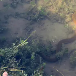 Rice Eel or Rice Field Eel, photo 5