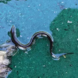 Rice Eel or Rice Field Eel, photo 6