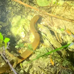 Rice Eel or Rice Field Eel, photo 7