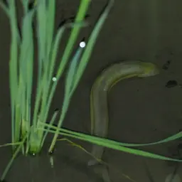 Rice Eel or Rice Field Eel, photo 9
