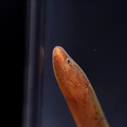 Rice Eel or Rice Field Eel, photo 10