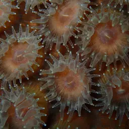 Cavernous Star Coral, photo 2