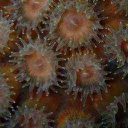Cavernous Star Coral, photo 3