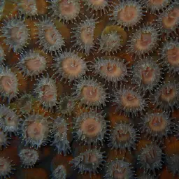 Cavernous Star Coral, photo 4