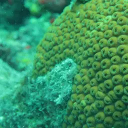 Cavernous Star Coral, photo 5