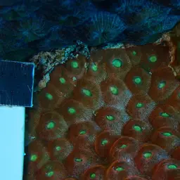 Cavernous Star Coral, photo 6
