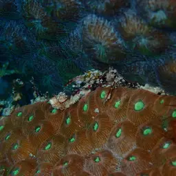 Cavernous Star Coral, photo 7