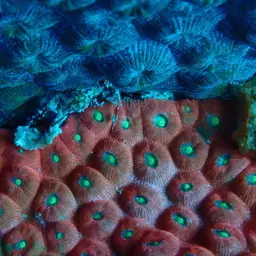 Cavernous Star Coral