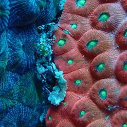 Cavernous Star Coral, photo 8