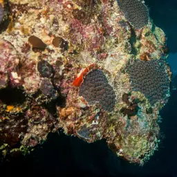 Cavernous Star Coral, photo 9