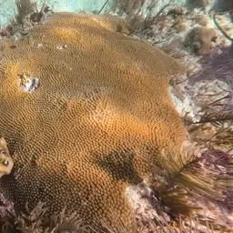 Cavernous Star Coral, photo 10