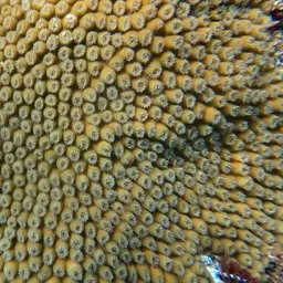 Cavernous Star Coral, photo 11