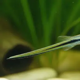 Montezuma Swordtail, photo 12
