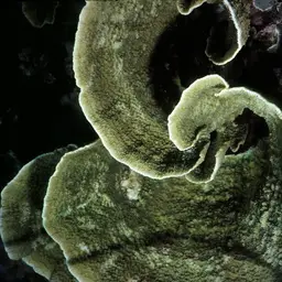 Pore Coral, photo 1