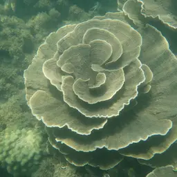 Pore Coral, photo 2