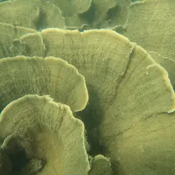 Pore Coral, photo 3