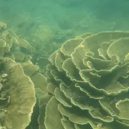 Pore Coral, photo 4