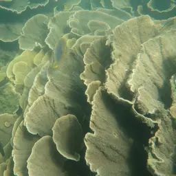 Pore Coral, photo 5